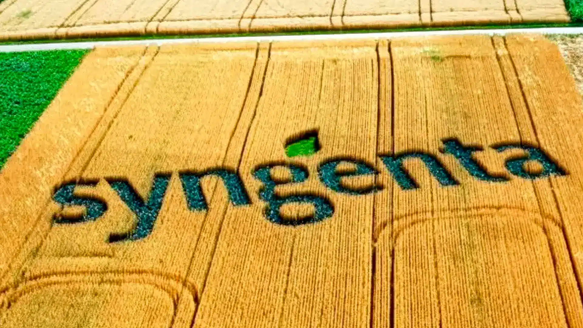 Foto Campanha SYNGENTA